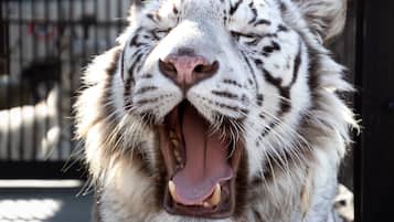 A white tiger with its mouth open, displaying its teeth and tongue.