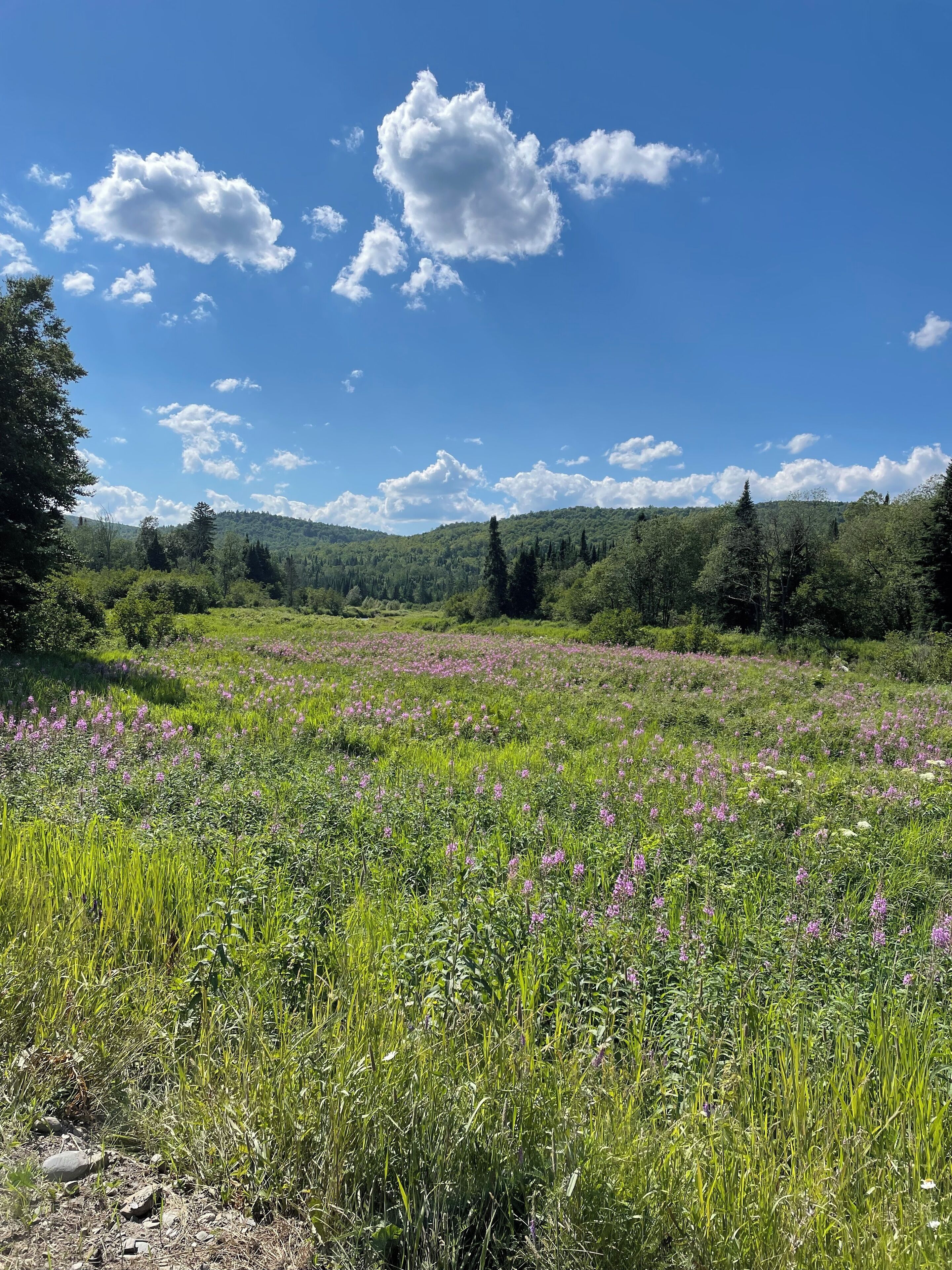 A meadow with wildflowers and trees under a clear sky.