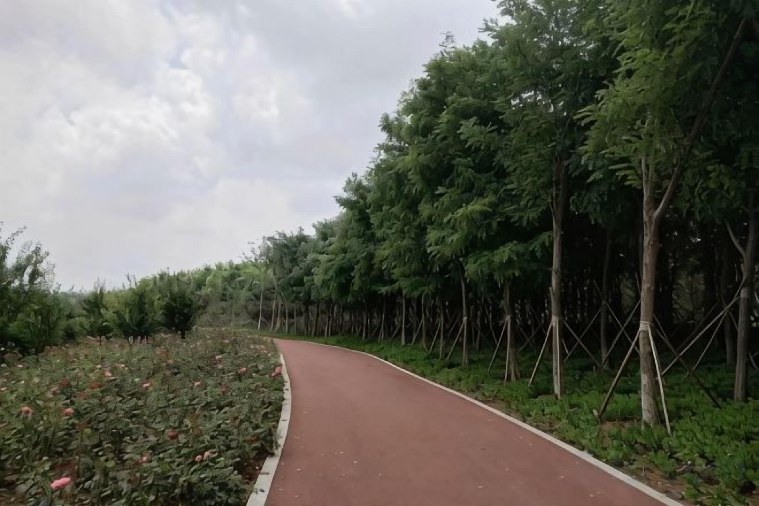 A paved path flanked by dense greenery and trees.