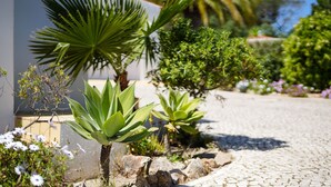 A garden with various plants, including a palm tree and succulents, and a cobblestone pathway. - Wonderful holiday villa with airco, heatable pool + jacuzzi on golf development (Carvoeiro)