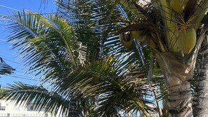 Two outdoor chairs under a palm tree with a hammock between them.