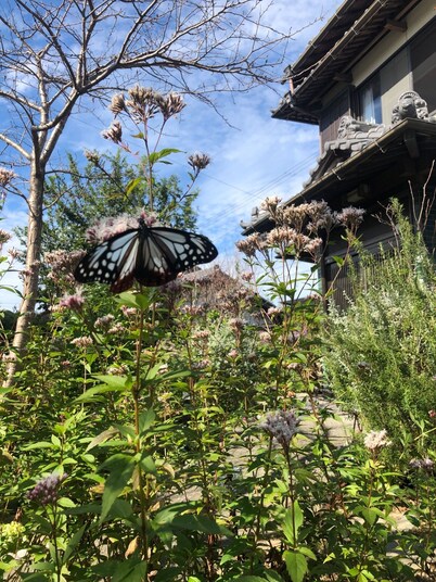 Women only Near Katsurahama 88 places in Shikok / Kochi Kōchi