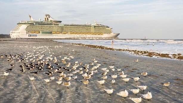 Un navire de croisière s’est amarré sur une plage où se trouvait un grand groupe de mouettes.