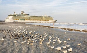A cruise ship docked at a beach with a large flock of seagulls on the shore.