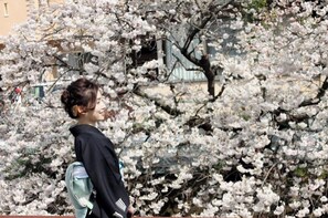 Guests can stroll through the serene garden, surrounded by blooming cherry blossoms.