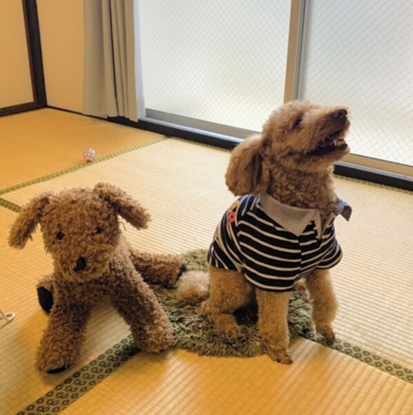 Interior - Staying with your dog is OK With kitchen and wash / Fukuoka Fukuoka (Fukuoka)