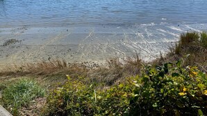 Un lago tranquilo con un muelle de madera que se adentra en el agua.