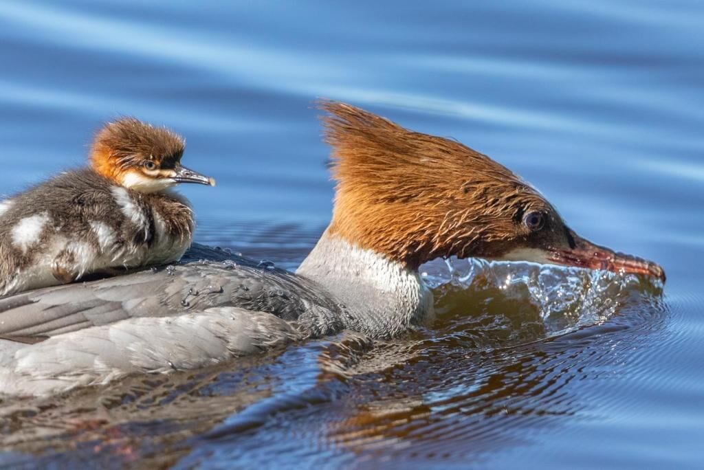 A duck with a brown head and a duckling on its back, both in water.
