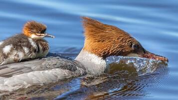 A duck with a brown head and a duckling on its back, both in water.