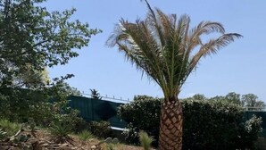A patio area with two lounge chairs, a palm tree, and a stone wall. - Studio Le soleil couchant, in Provence near Avignon (Saint-Saturnin-lès-Avignon)