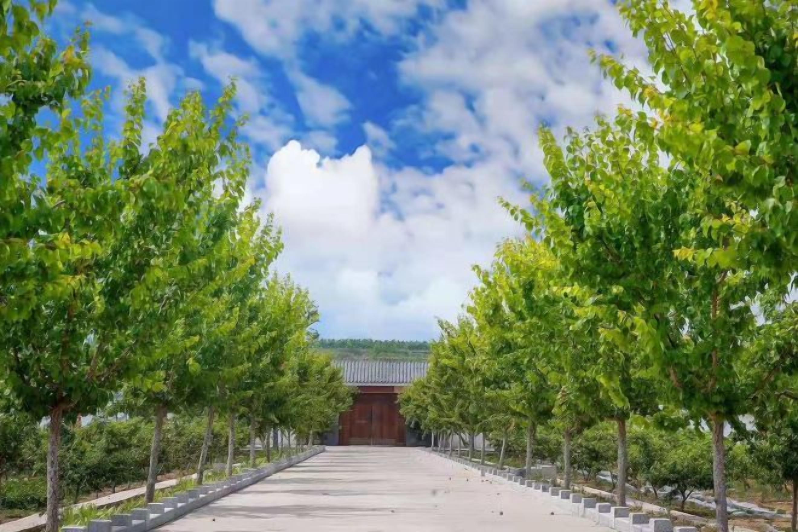 A pathway lined with trees leading to a traditional building with a tiled roof.