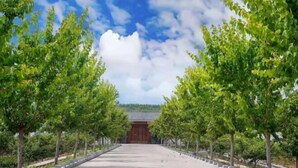 A pathway lined with trees leading to a traditional building with a tiled roof. - Villa Lido (Laiyang)