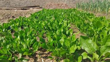 A garden with rows of leafy green plants.