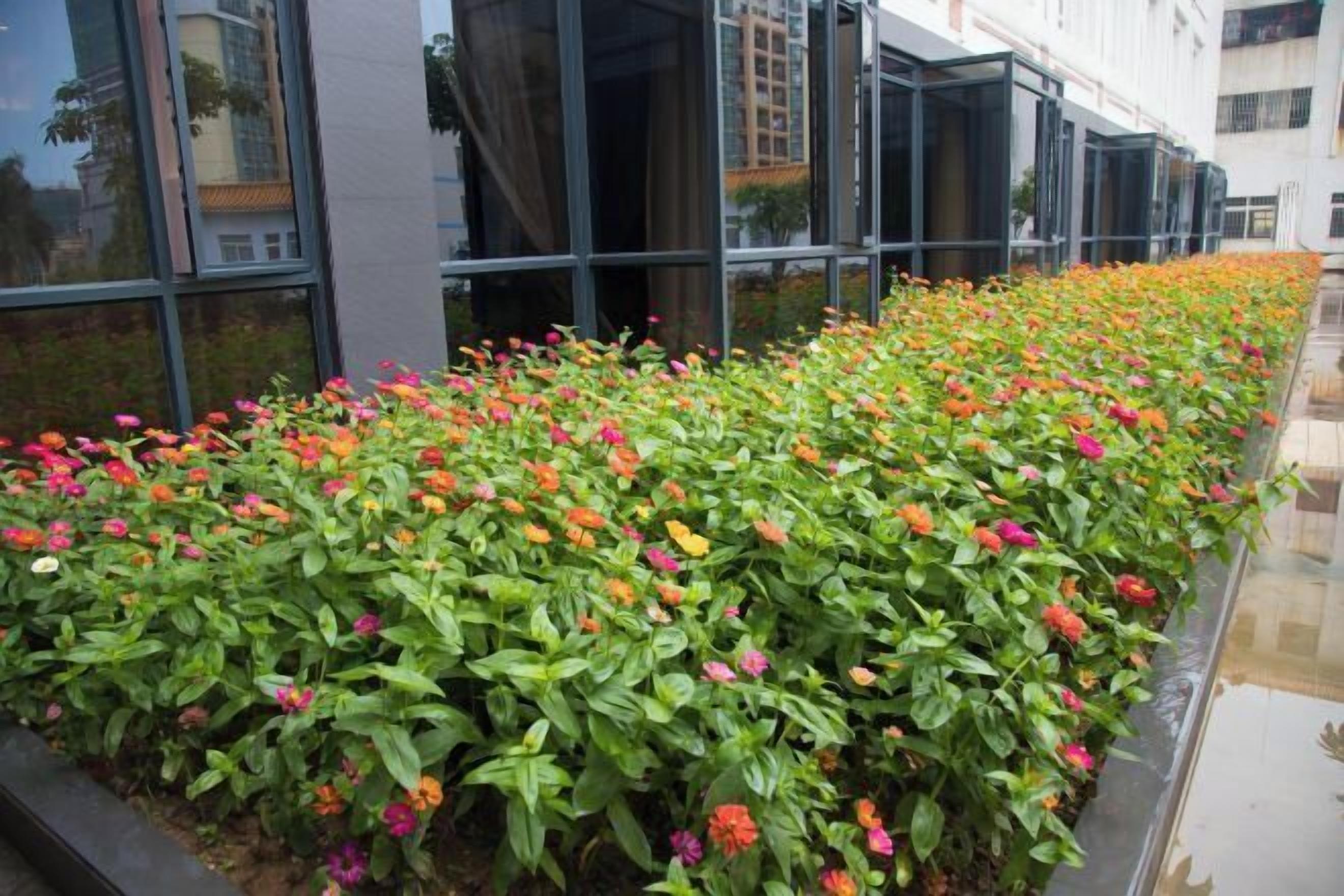 Un parterre con diversas flores coloridas frente a un edificio moderno con grandes ventanales.