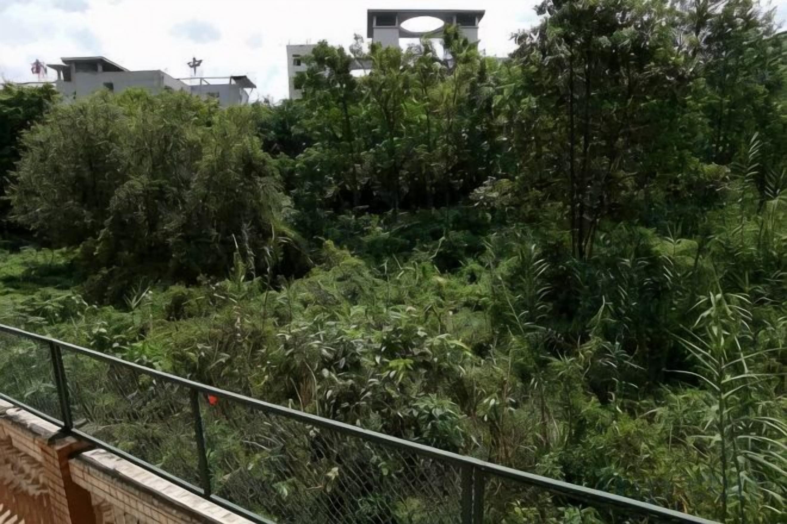 A dense green area with a metal railing, possibly a garden or park.