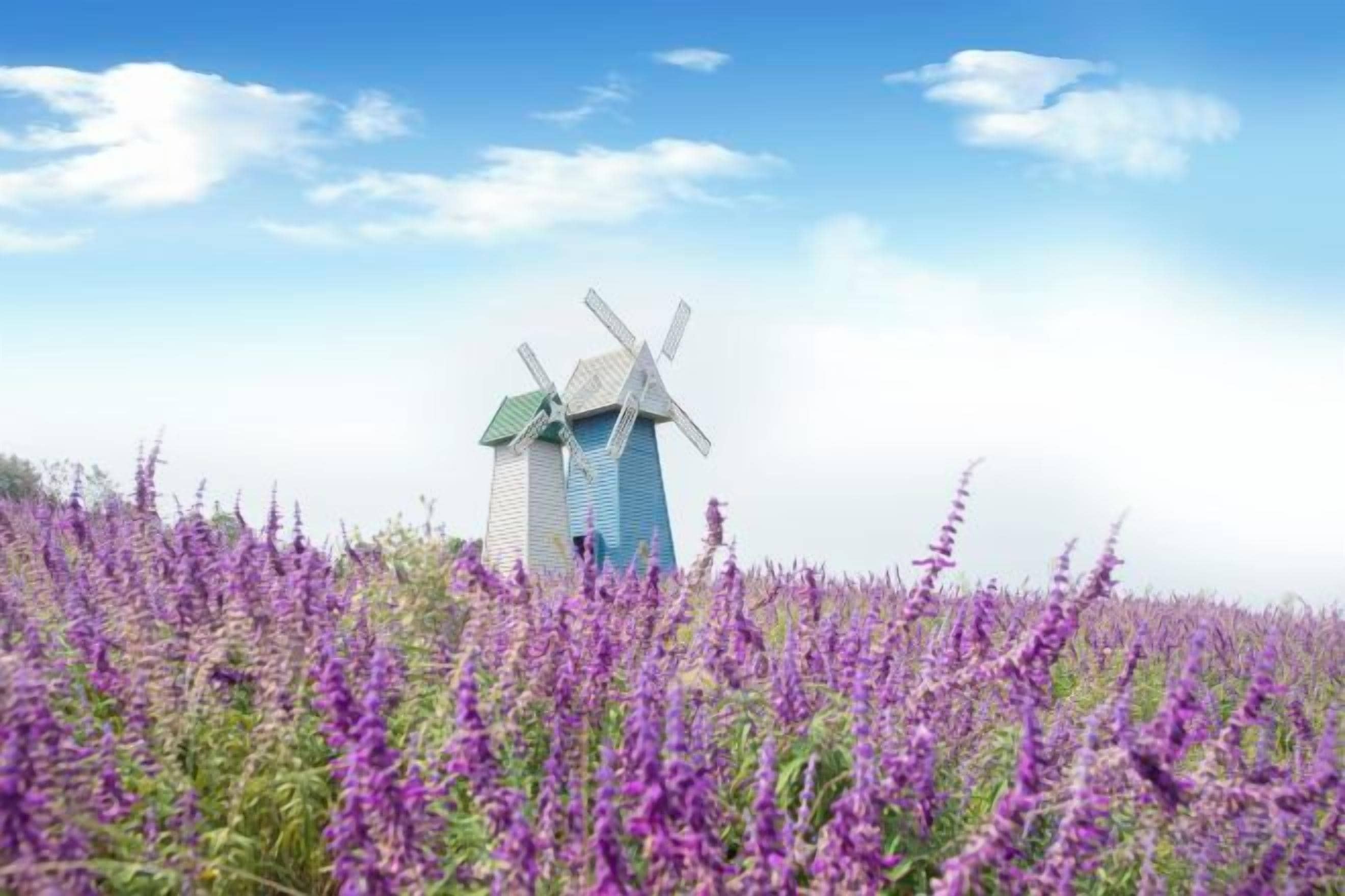 A windmill in a field of purple flowers under a clear sky.