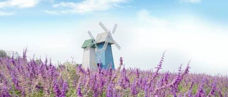A windmill in a field of purple flowers under a clear sky.