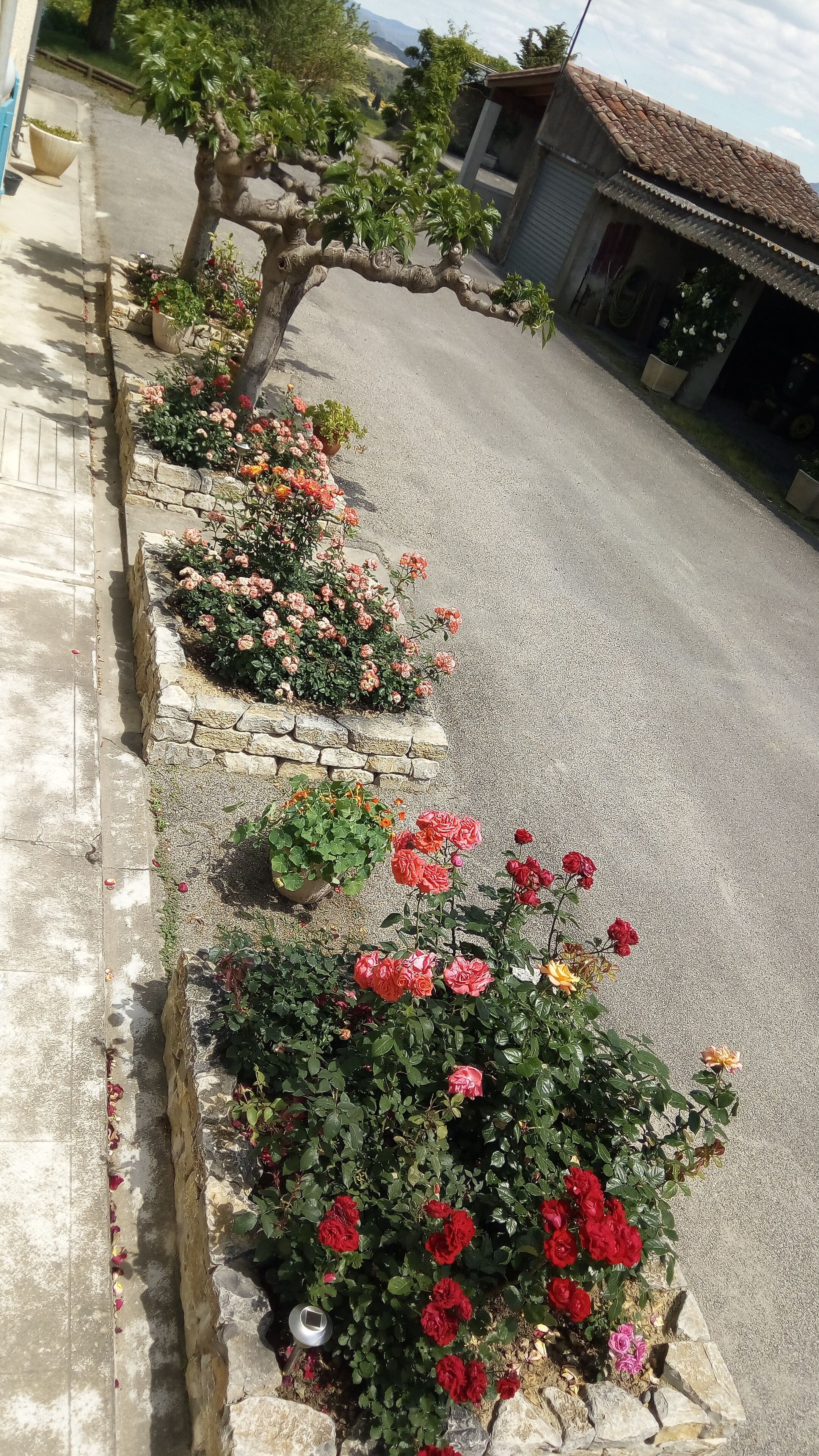 A roadside garden with various flowering plants and a stone wall.