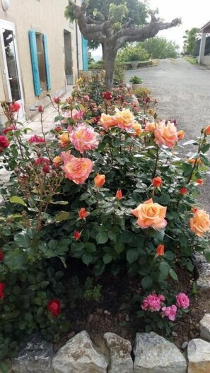 Property grounds - La Vigneronne (Villelongue-d'Aude)