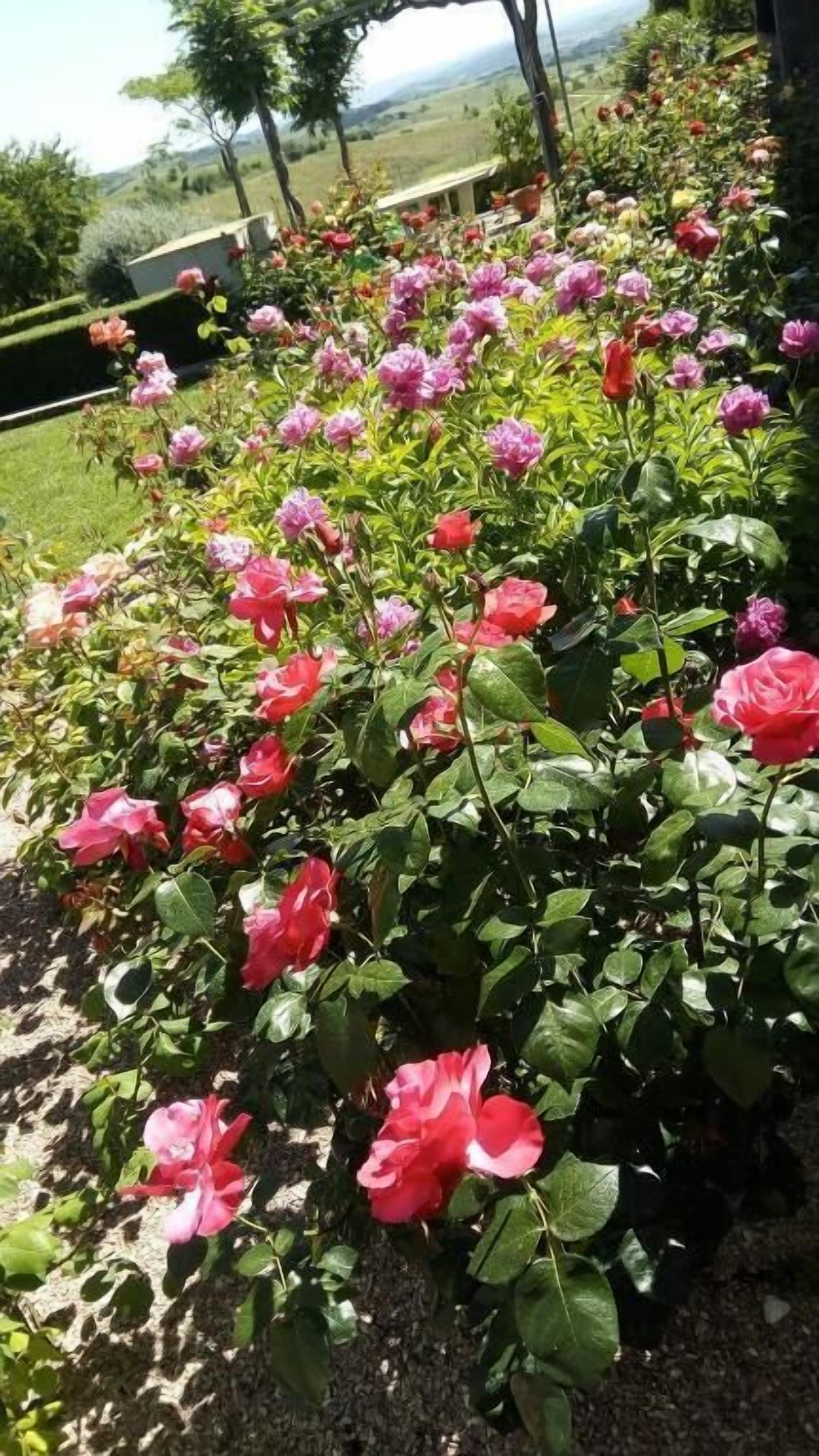 Ein Garten mit blühenden rosafarbenen und roten Blumen, einem Pfad und einer Aussicht auf eine hügelige Landschaft im Hintergrund.