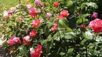Ein Garten mit blühenden rosafarbenen und roten Blumen, einem Pfad und einer Aussicht auf eine hügelige Landschaft im Hintergrund.
