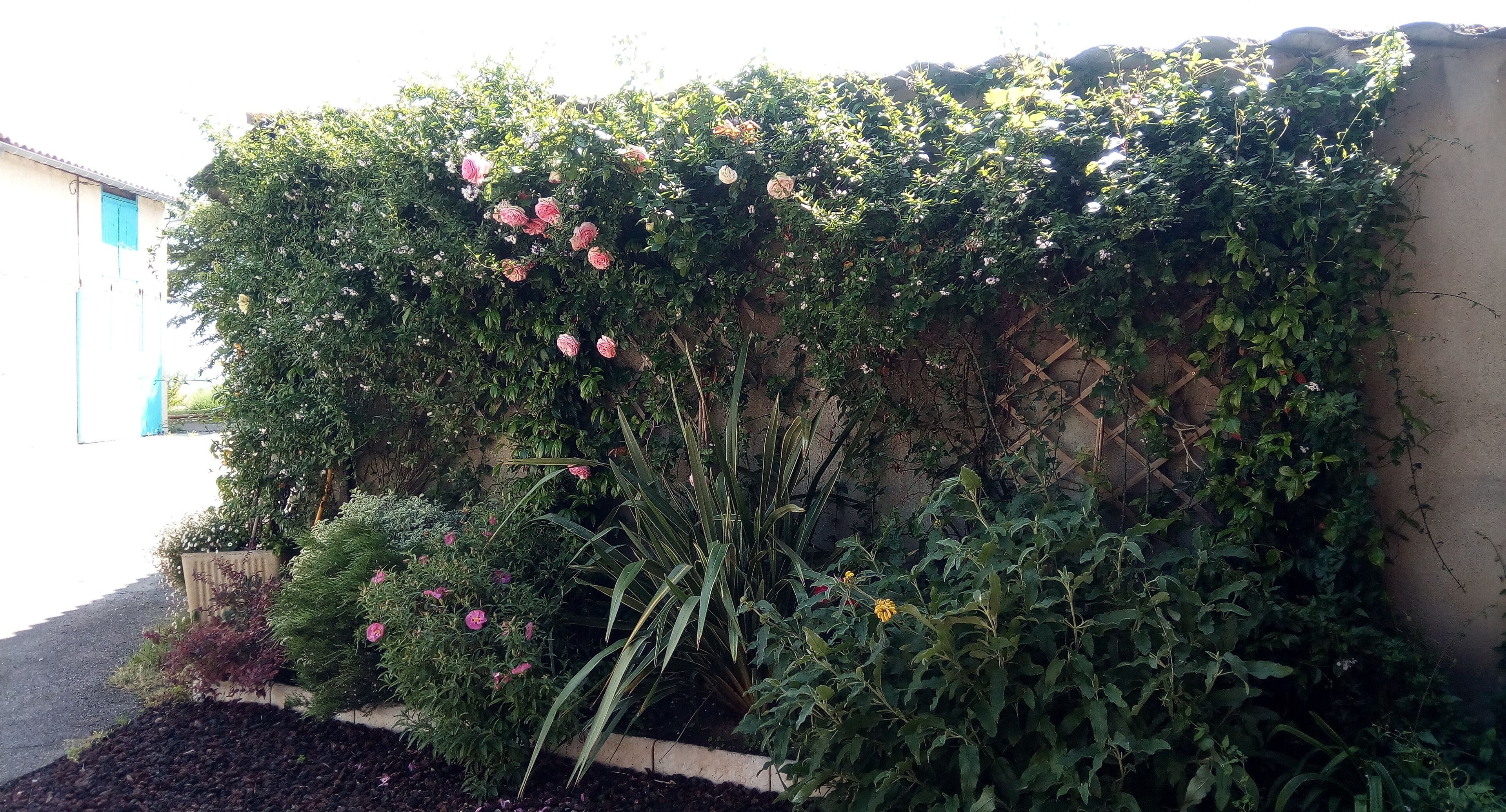 Ein Garten mit verschiedenen Pflanzen und Blumen, darunter Rosen, an einer Wand.