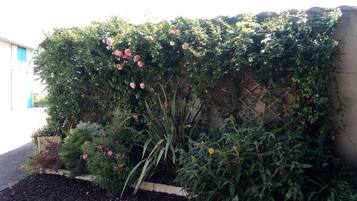 Ein Garten mit verschiedenen Pflanzen und Blumen, darunter Rosen, an einer Wand.