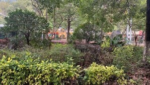 A garden area with various shrubs and trees, a stone pathway, and a glimpse of buildings in the background. - Jinxin Hotel (Hengyang County)