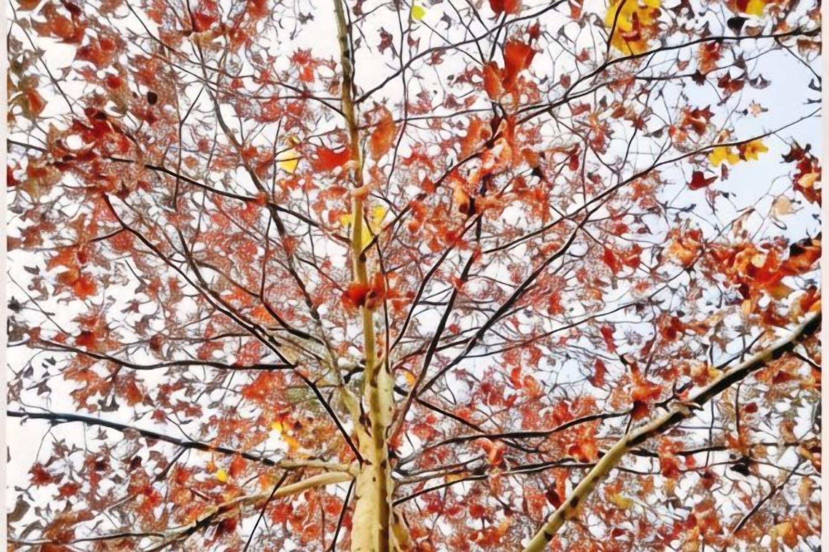 Un árbol con ramas desnudas y hojas de colores otoñales.