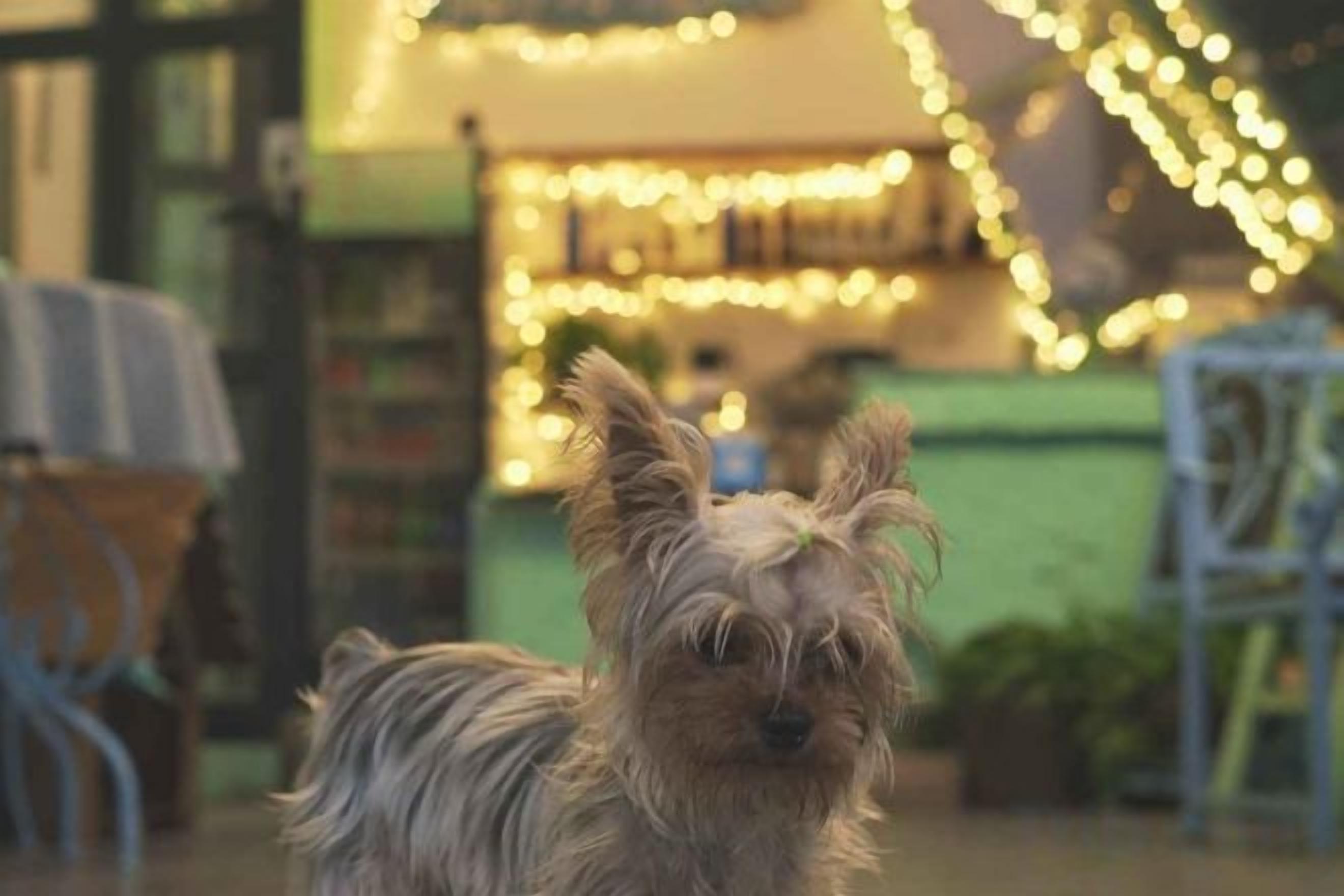 A dog in a cozy indoor setting with a blurred background featuring a chair and a table.