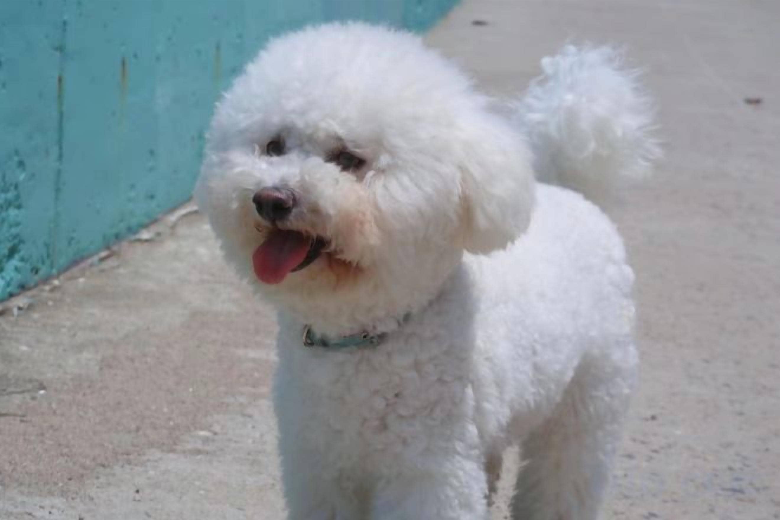 A small white dog standing on a concrete surface.