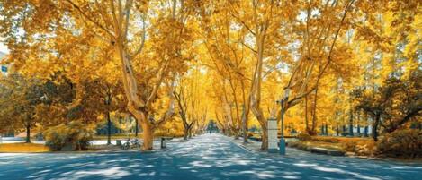 A tree-lined street with a paved road.