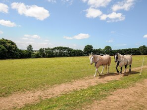 Property grounds - Shepherds Hut (Lostwithiel)