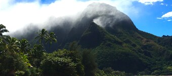 Fresh, Bright, Cute. Near Hanalei! Walk to the ocean in minutes.