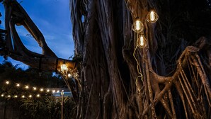 A large tree with exposed roots and string lights.