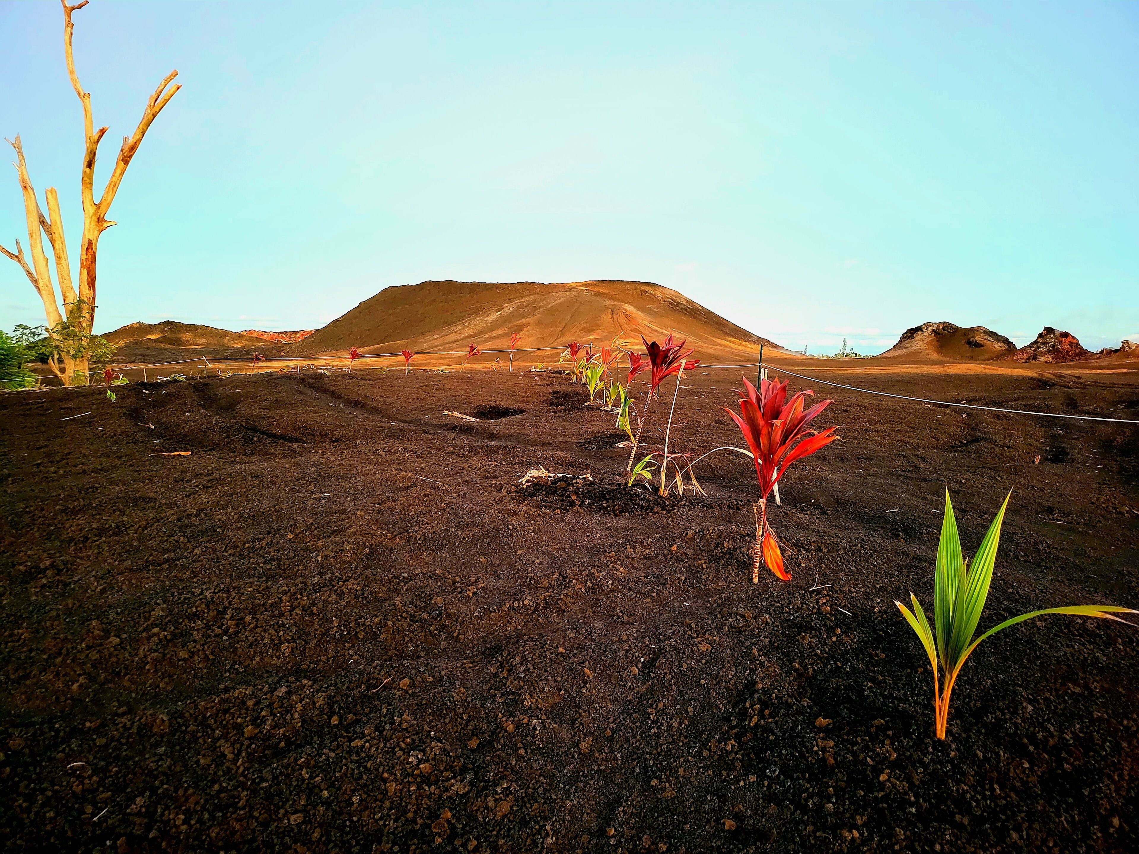 A barren landscape with volcanic soil, a few young plants, and a distant hill.