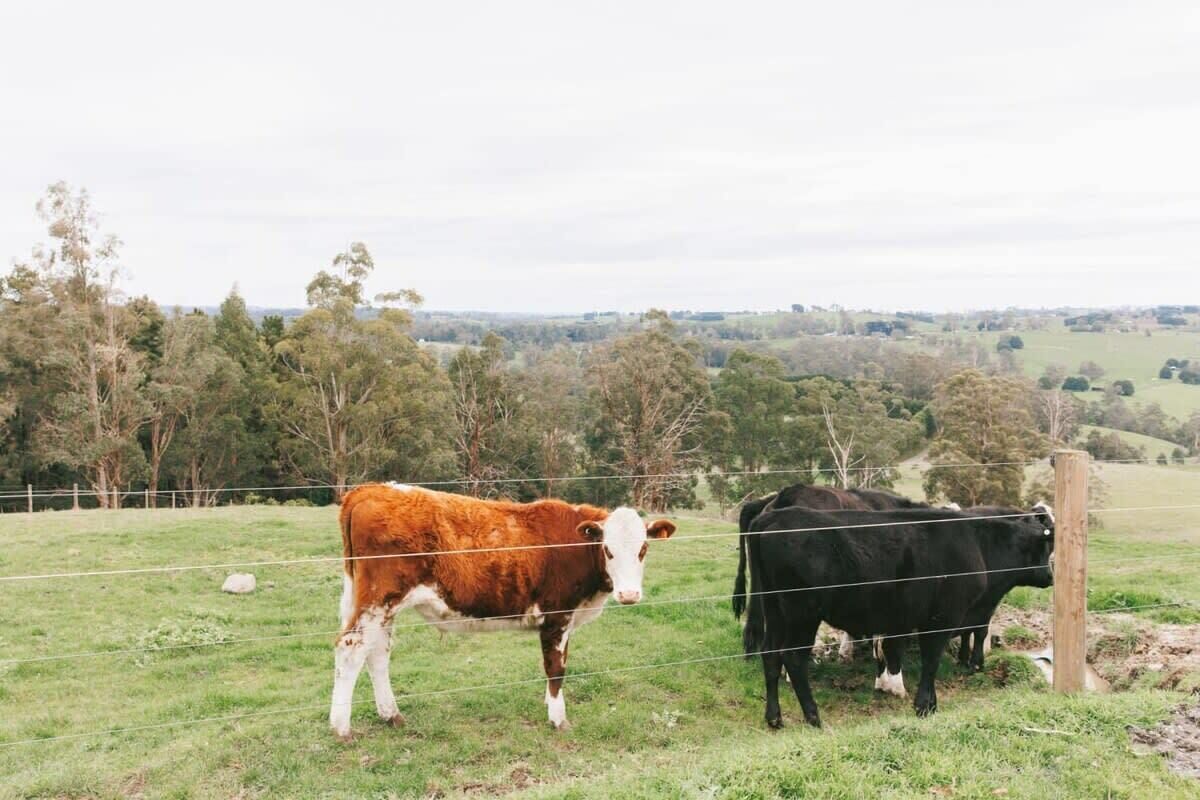 Two cows in a grassy field with a fence and trees in the background.