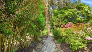A garden pathway with a variety of plants and flowers, surrounded by trees and shrubs. - Mid century modern retreat w/ expansive garden and central A/C (Lake Forest Park)