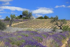 Un campo de lavanda con árboles y cielo despejado.