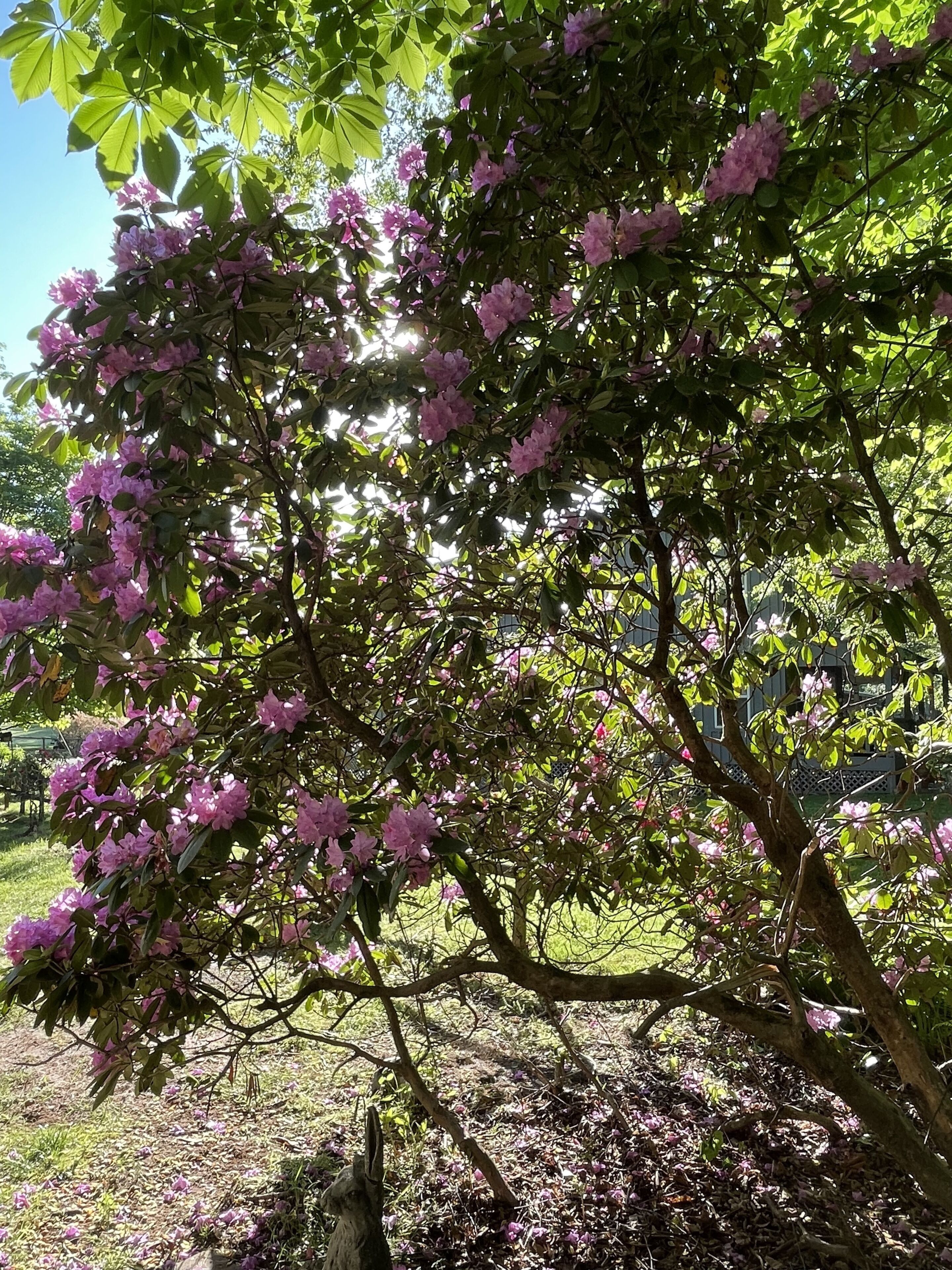 Ein Baum mit rosa Blüten und grünen Blättern in einem Garten.