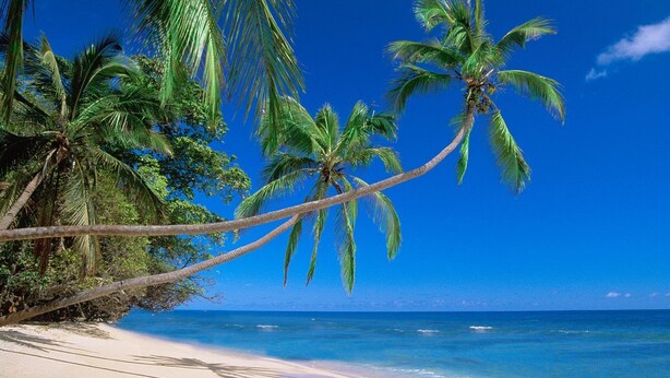 Una playa con palmeras y agua azul cristalina.