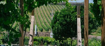 Quinta Vale de Sousa - Douro Valley