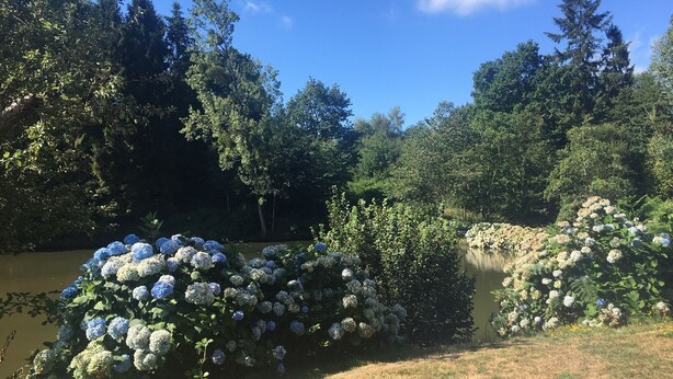 A serene outdoor area with a pond, surrounded by dense trees and bushes with hydrangea flowers. - Unique & serene 1-Bed Cabin close to Domfront (Domfront)