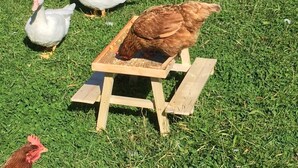 A wooden feeding station on grass with ducks and a chicken nearby. - Unique & serene 1-Bed Cabin close to Domfront (Domfront)