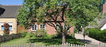 Belthus