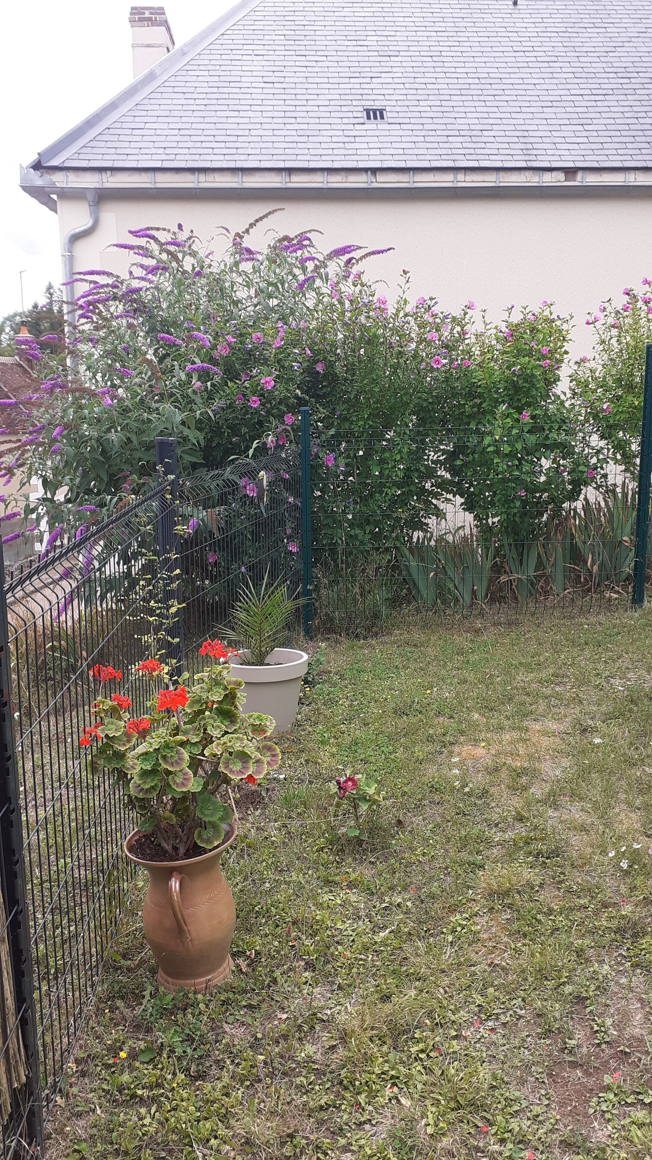 En trädgård med ett stort utbud av växter och blommor, ett staket av metall och ett hus med ett grått tak i bakgrunden.