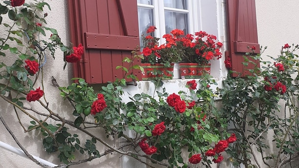 Un bâtiment avec des volets rouges, une fenêtre et des rosiers grimpants rouges.