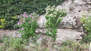 Un jardin agrémenté de plantes à fleurs et doté d’un mur en pierre.