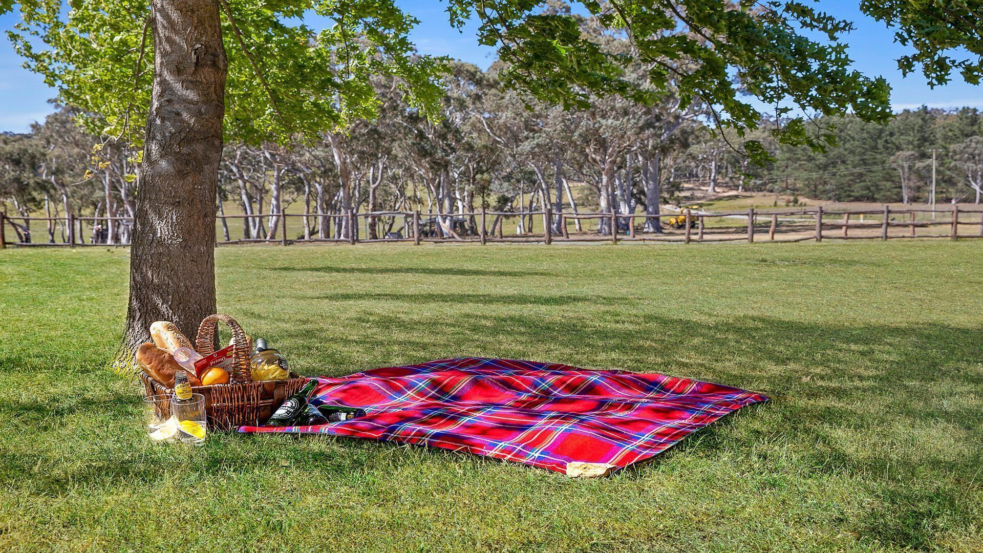 A picnic setup with a blanket, food, and drinks under a tree in a grassy area with a fence and trees in the background.
