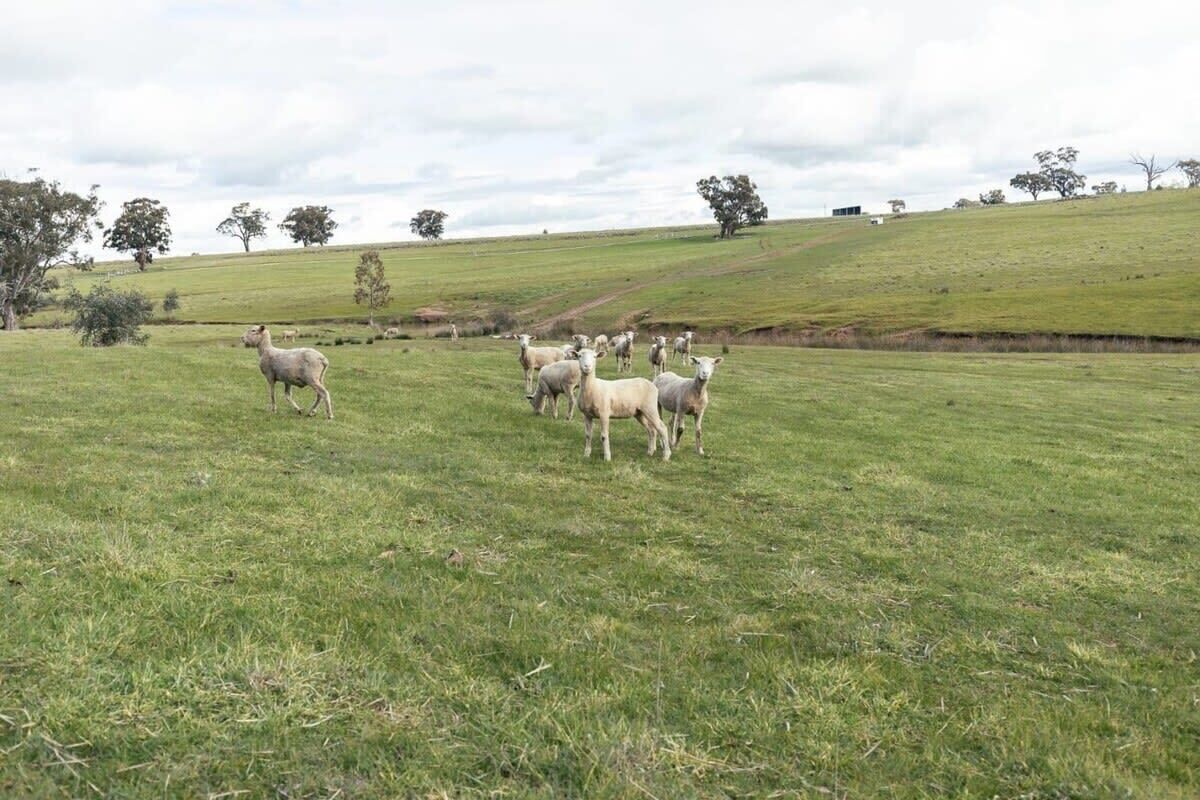A grassy field with a herd of sheep.
